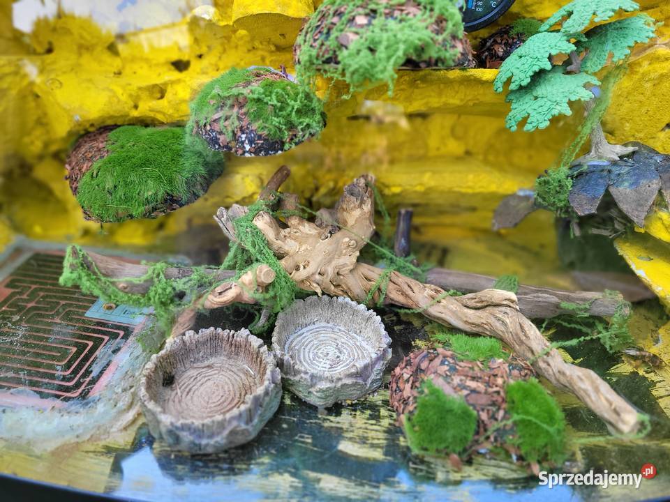 Terarium gekona Łódź