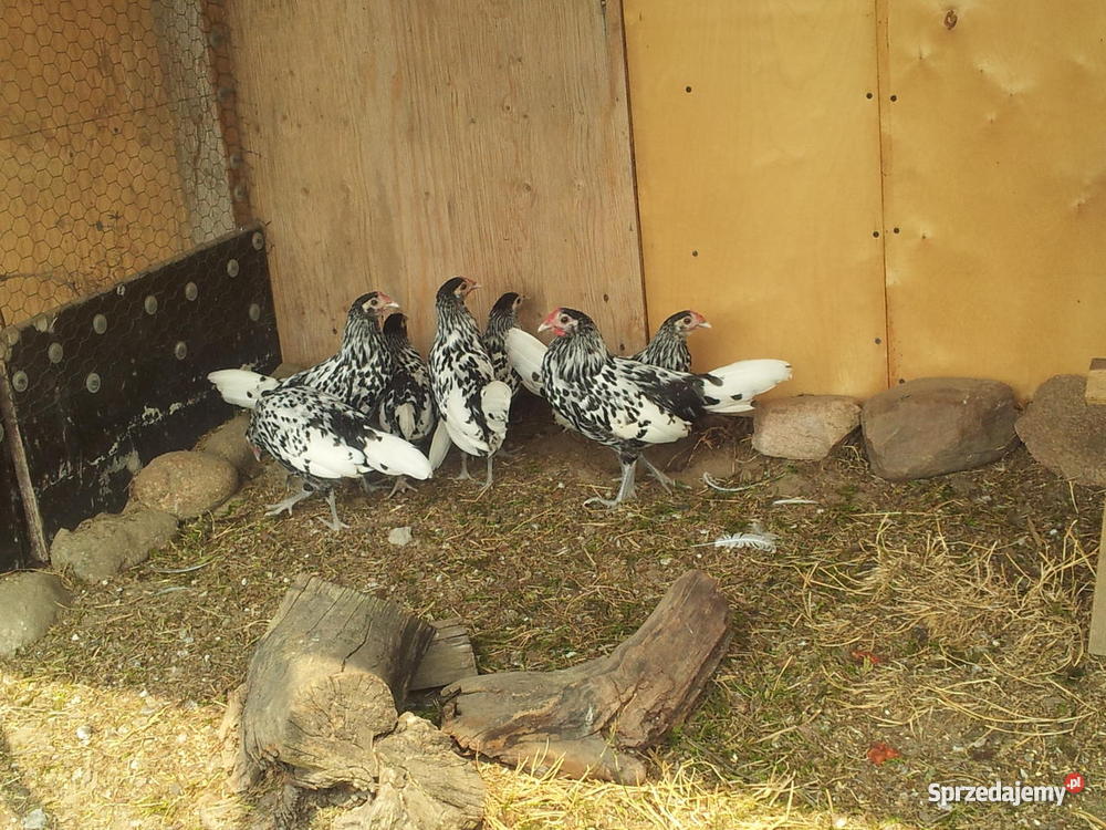 Kury Hamburskie Pozostałe Godziesze Małe