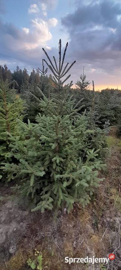Sprzedaż plantacji choinki żywe świerk jodła świętokrzyskie Kielce