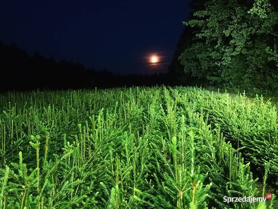 Buk pospolity na żywopłot 90 120 zachodniopomorskie Szczecinek