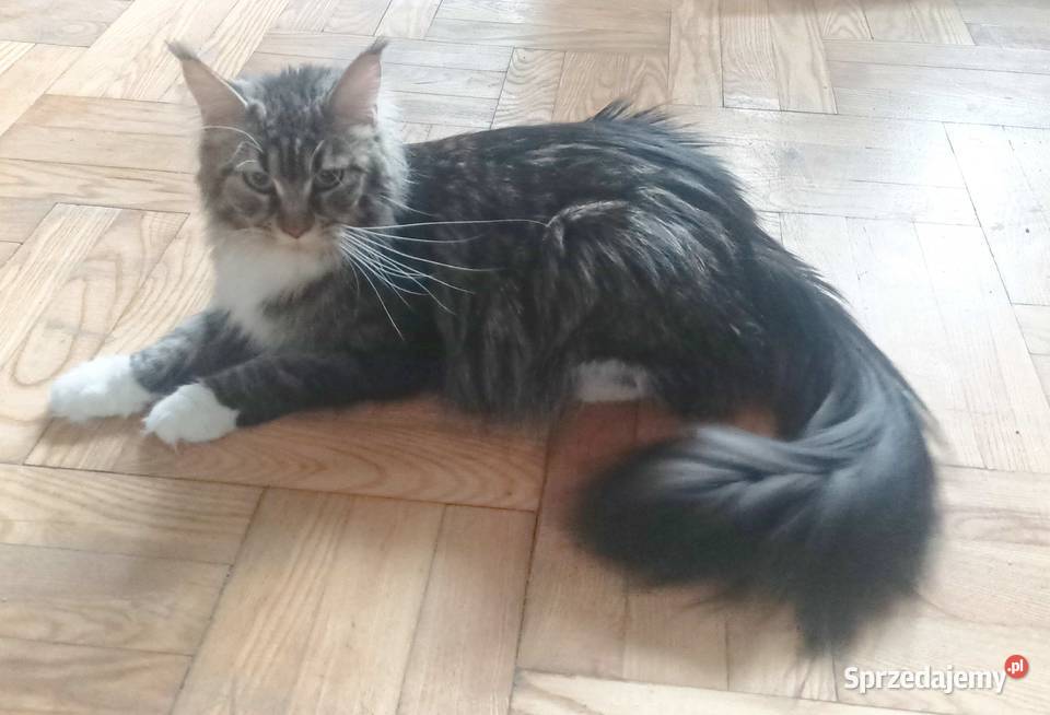 Piorun to śliczny kotek rasy Maine Coon Zwierzęta lubuskie