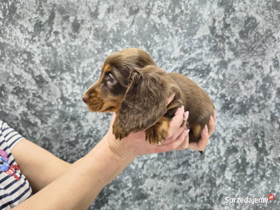 Jamnik długowłosy miniaturowy gold gen kremowy Żychlin