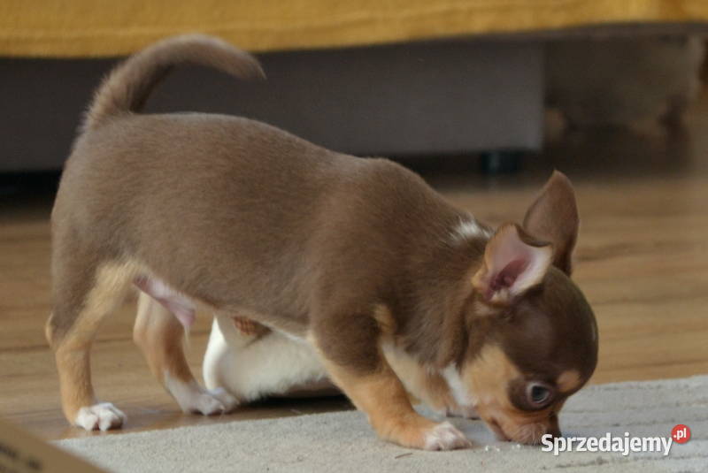 CHIHUAHUA ŚLICZNE SUNIA PIESEK Warszawa sprzedam