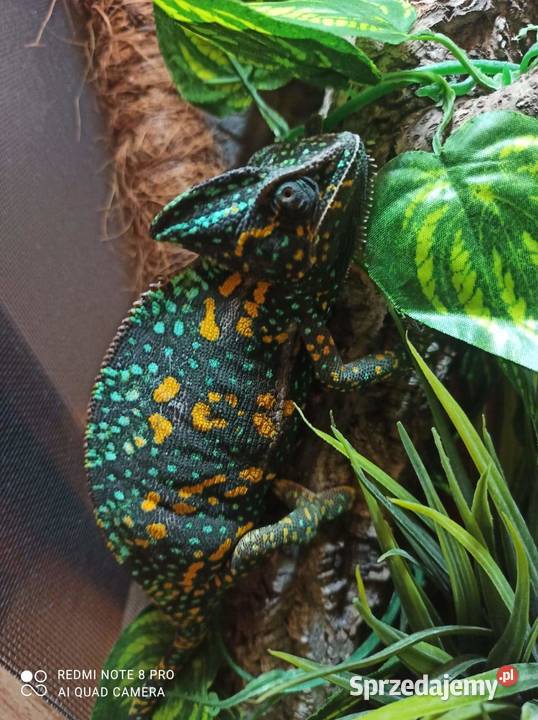 Sprzedam kameleony jemrńskie hodowla dokumenty Gady i płazy sprzedam