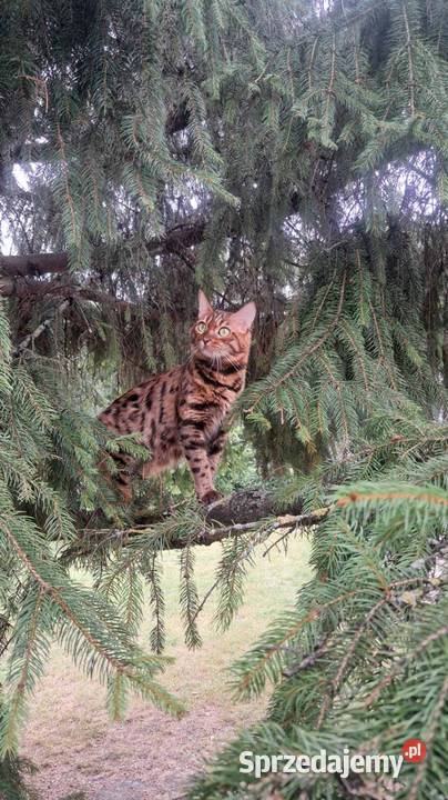 koty Bengalskie sprzedam