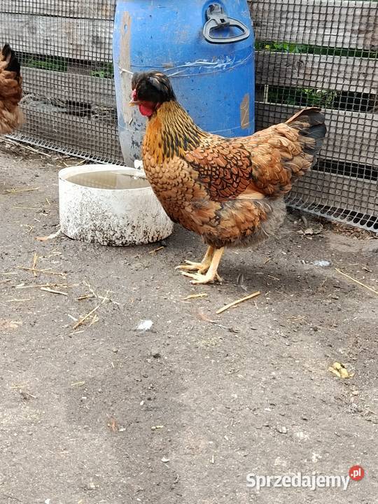 Kurki czubatki i inne Syców