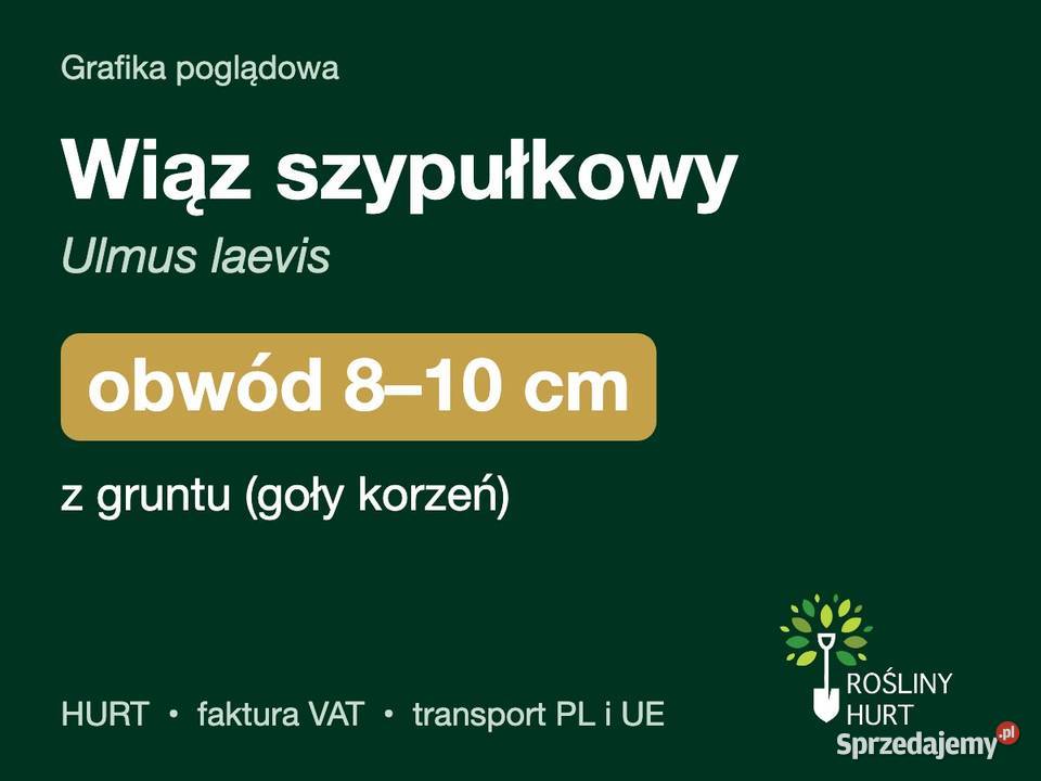 Wiąz szypułkowy Ulmus laevis obwód 810 z gruntu