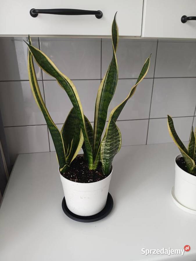 Sansewieria Futura Superba Sansevieria 57 Częstochowa sprzedam