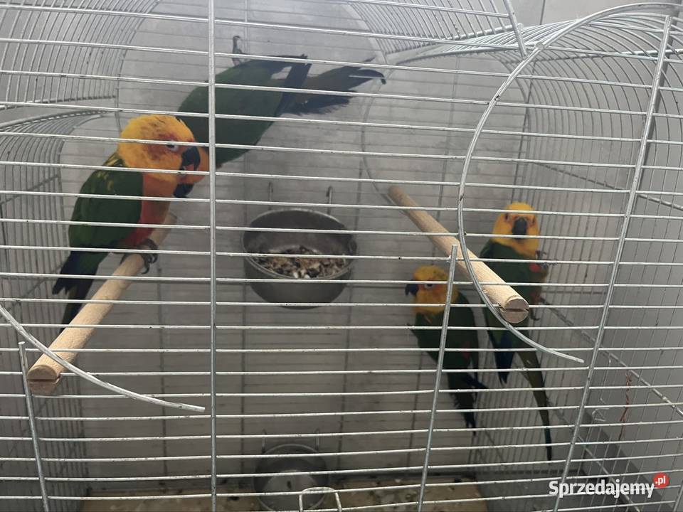 Konury słoneczne dolnośląskie Zachowice sprzedam