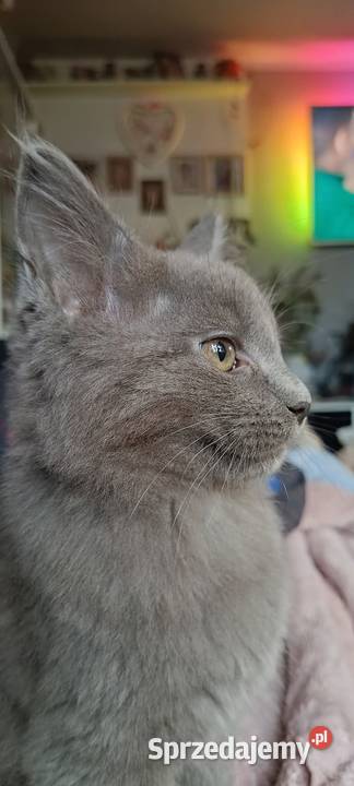 kocurek i kotka Maine Coon Starogard Gdański