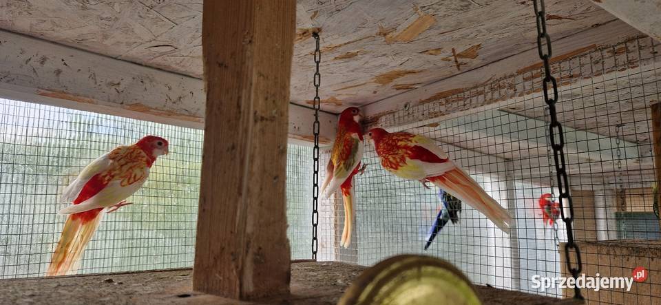 Rozelle Bialolice rubino Kórnik