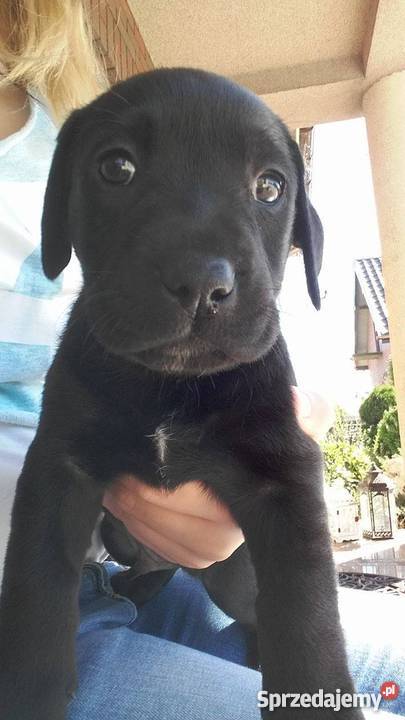 Oddam w ręce lablaorki łódzkie