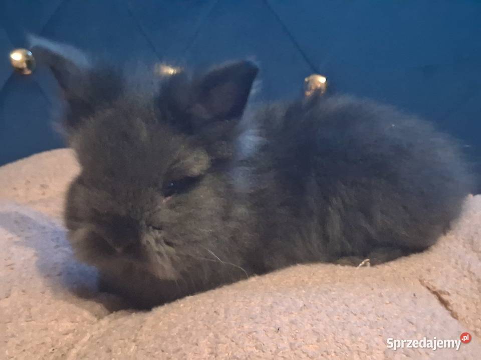 Królik miniaturka karzełek teddy śląskie Sławków