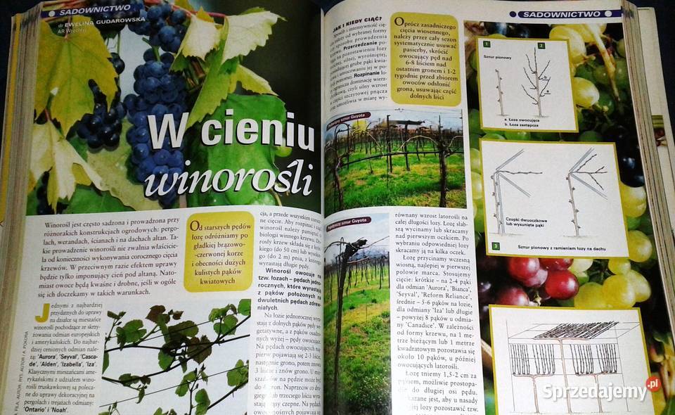 Twój ogród na to zasluguje Działkowiec 2004 12 Chełm