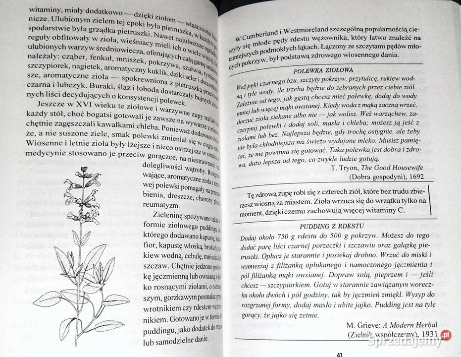 Zielona czarownica Zielnik współczesnej kobiety Chełm