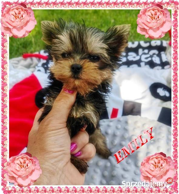 YorkYorkshire Terrier Elitarne MICRO Cudeńka mazowieckie Warszawa