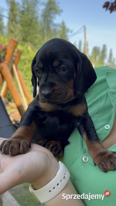 Sprzedam Gończy Polski Szczeniaki Małe Ciche