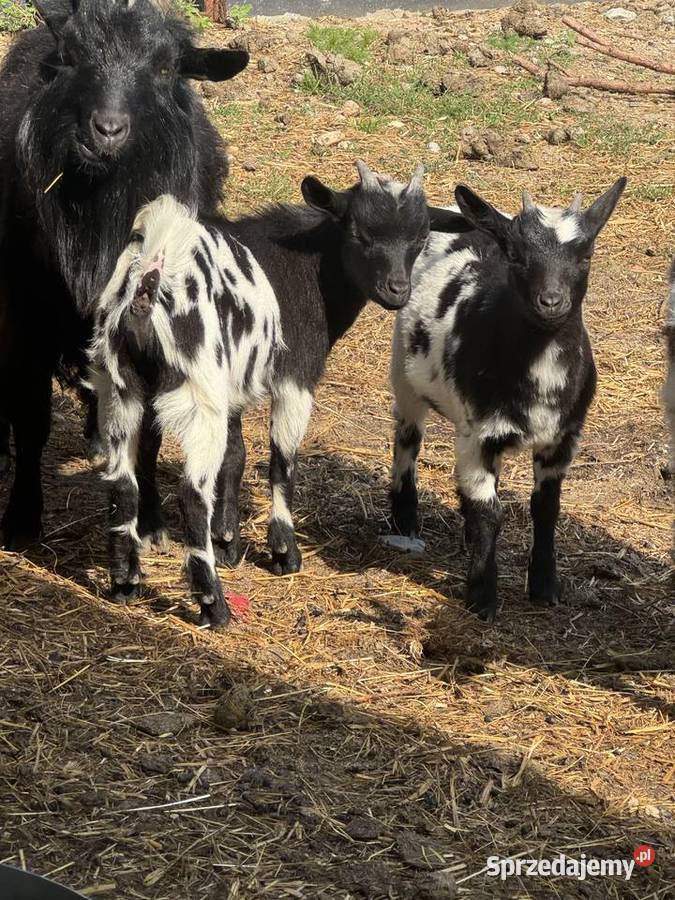 Parka kozy miniaturki