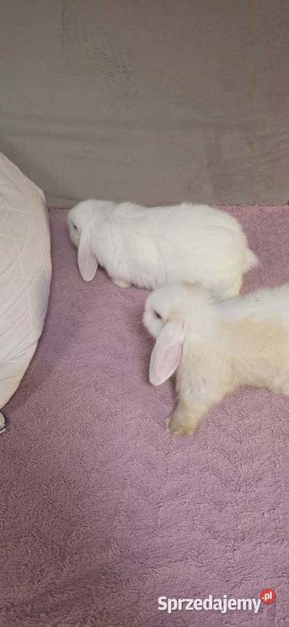 Króliczki Mini Lop Miejska Górka sprzedam