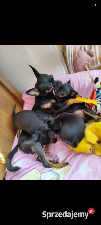 Pinczerek miniaturka mazowieckie Płock