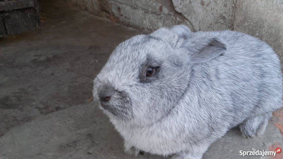 Samiec Wielki Jasnosrebrzysty Pozostałe Kraśnik