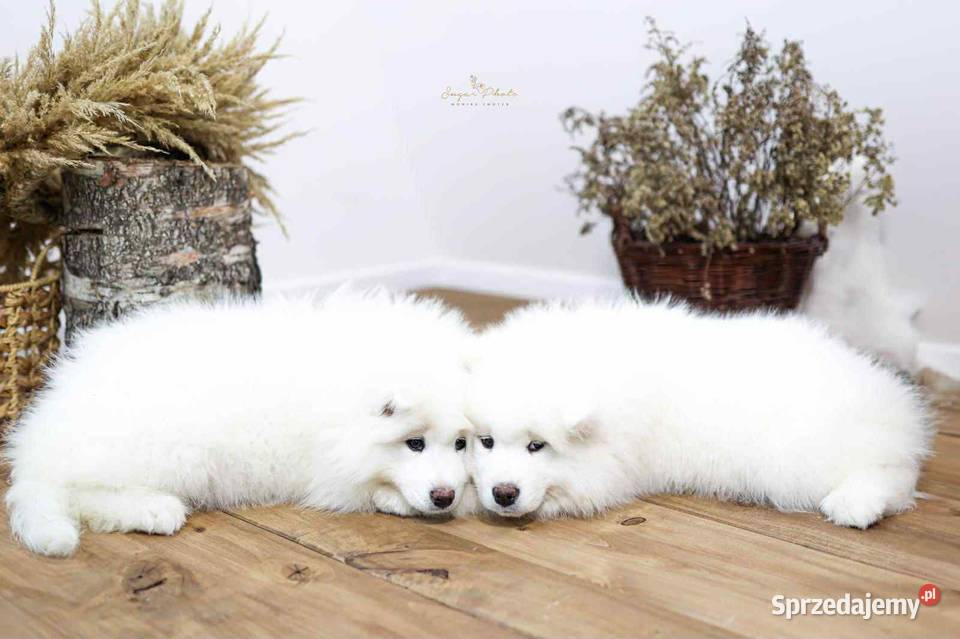 Samoyed Nowe Rybie