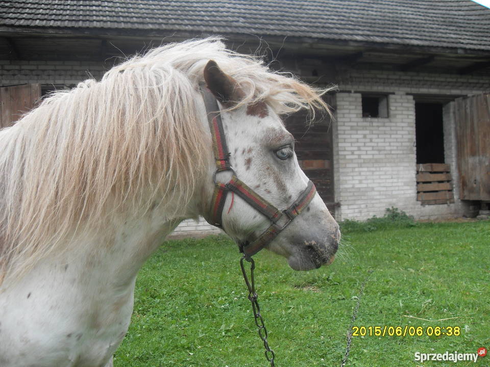 kuc kucyk Tarant ogier Seredzice