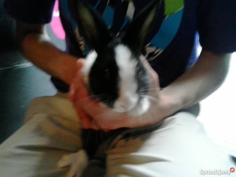 Krlik miniaturka Lublin