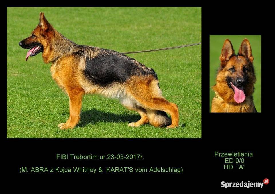 Owczarek niemiecki FCI