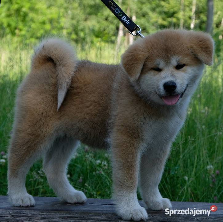 Akita Inu akita japońska szczeniaki zkwp FCI Częstochowa