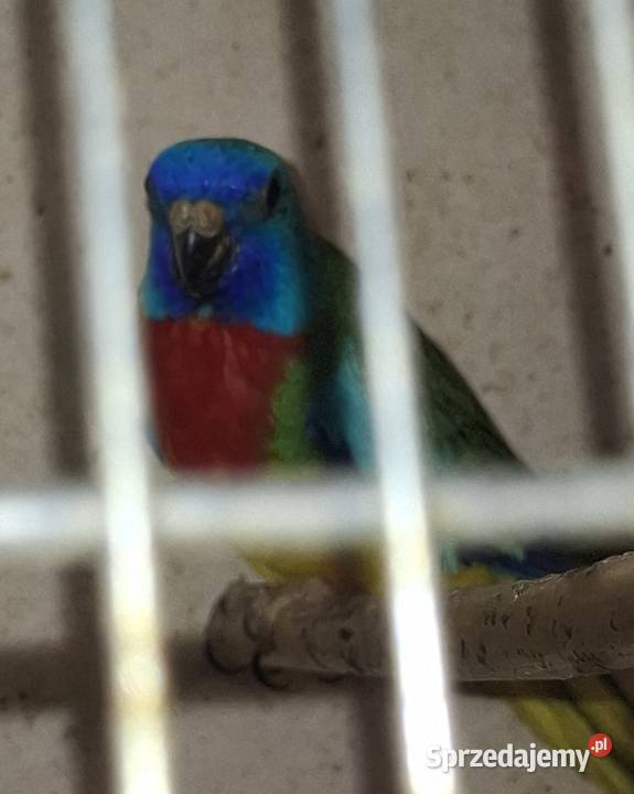 Papugi ląkówki wspaniale Rydułtowy