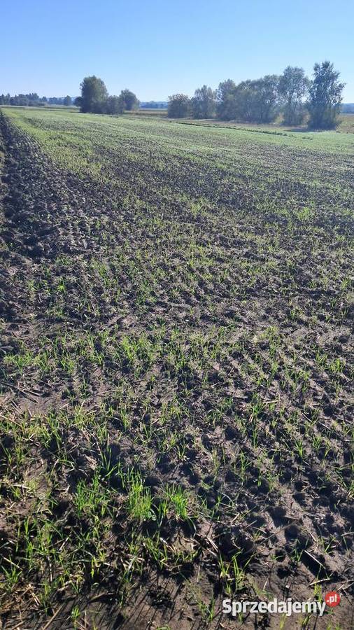 Na sprzedaż działka budowlana 74a Goszcza gm Sprzedaż