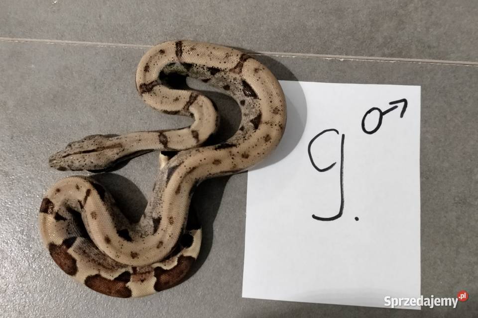 Boa cesarskie hypo samce cb26 Połomia