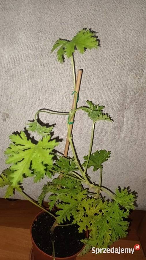 Geraniumanginka cytrynowa roślina rosnąca duża