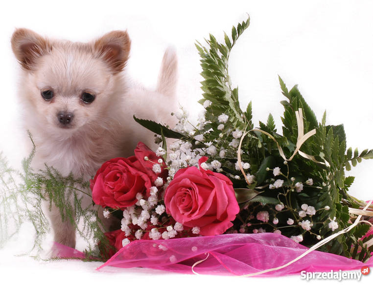 Chihuahua Długowłosa Kremowa mazowieckie Grodzisk Mazowiecki sprzedam