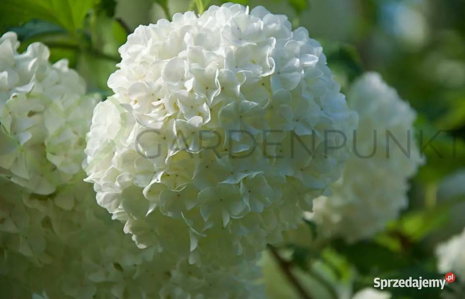 Kalina japońska koralowa wonna Knurów sprzedam