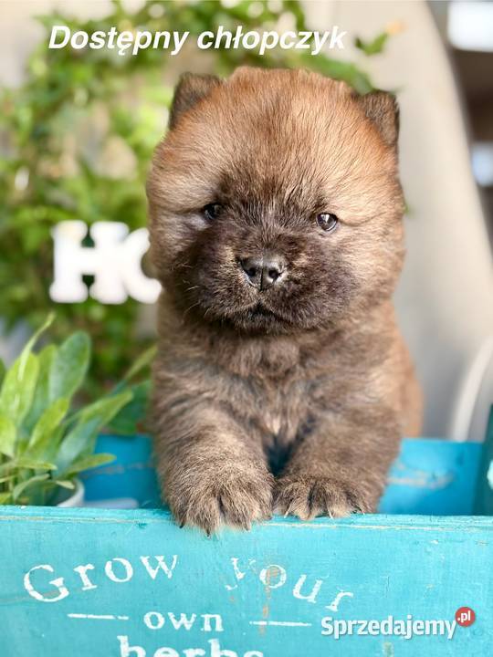 Chow chow FCI zkwp Gubin