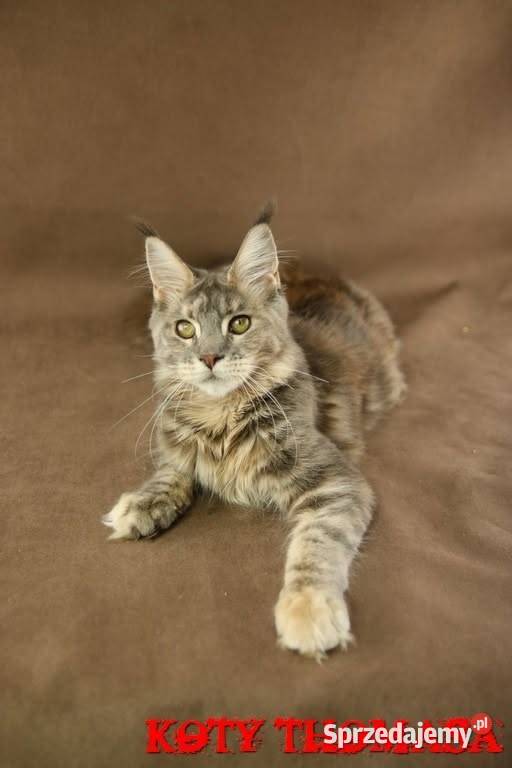 Kotka Maine Coon Tsunami Koty Thomasa Poznań