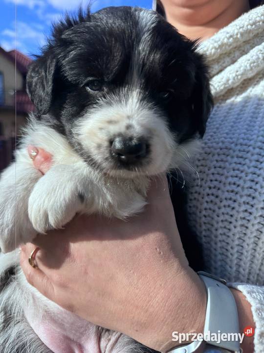 Border collie blue merle niebieskie oczy rodowód