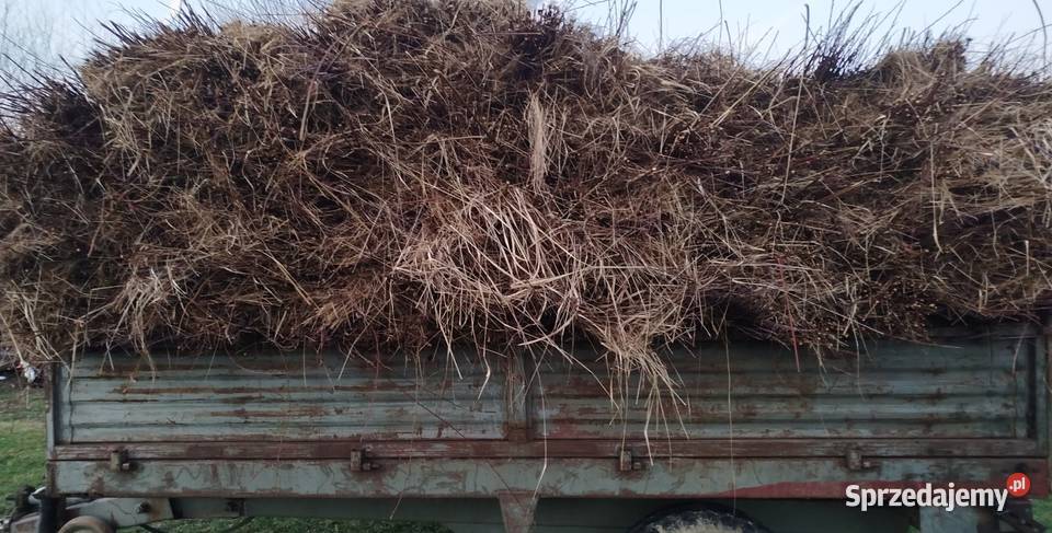 Wiklina zielona świeżo skoszona