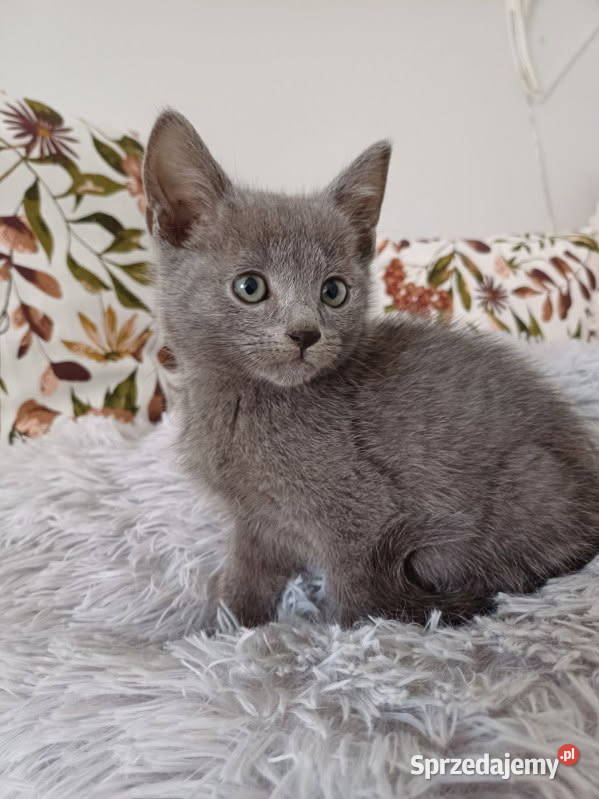 Rosyjski niebiesko kot kotka Mińsk Mazowiecki
