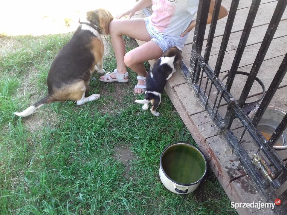 Piesek rasy Beagle z rodowodem Gnojnik