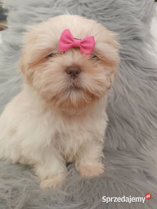 Unikatowa suczka rasy ShihTzu
