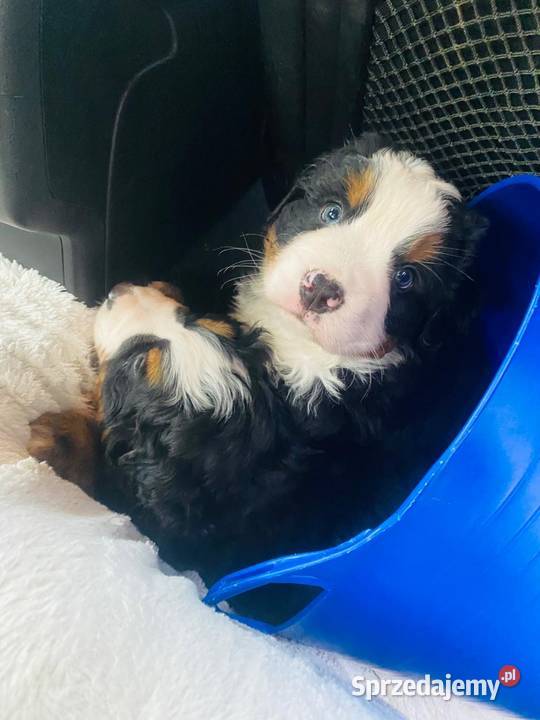 Berneński pies pasterski małopolskie Krzeszowice