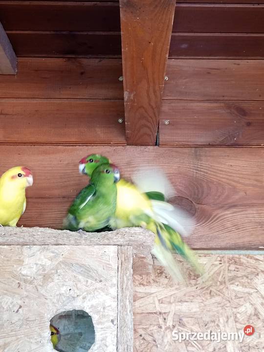 Sprzedam papugi modrolotki kozie Mechlin sprzedam