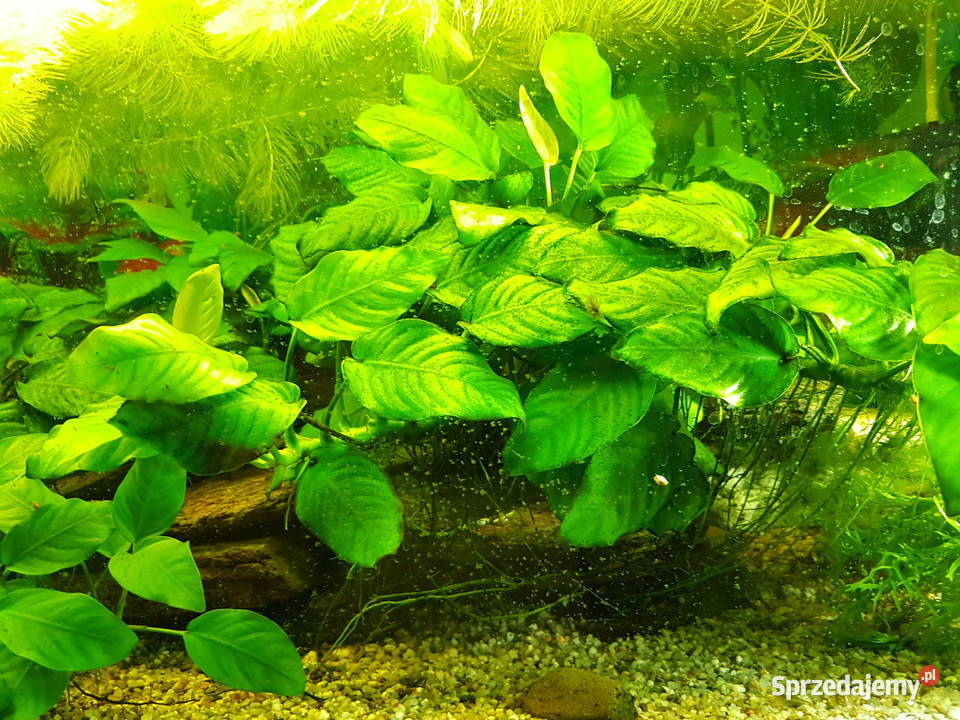 Anubias roślina akwariowa Mielec