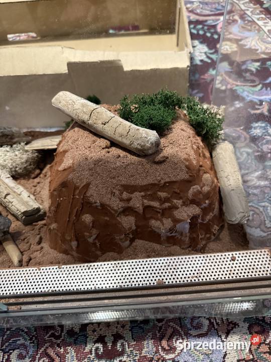 Wąż Pyton królewski Piebald Pied SMILE cb21 Gdańsk