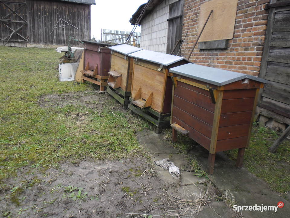 Sprzedam ule warszawskie poszerzane Trzeszczany Drugie