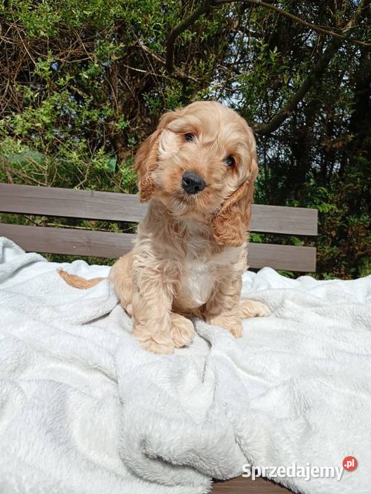 Cockapoo F1 suczki Pudel Cocker Spaniel Toruń