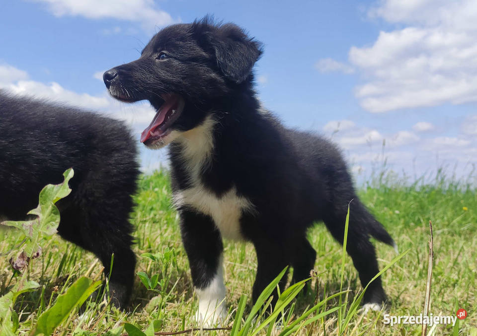 Suczka Border Collie Rasowy szczeniak z Hodowli